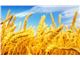فروش انواع گندم
