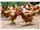 مرغ بومی- طیور پروران میهن