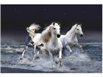 3 اسب سفید