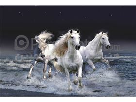3 اسب سفید