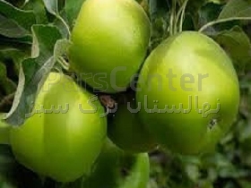 نهال سیب سبز