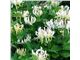 Lonicera hybrid Honey Baby