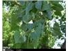 انواع درخت صنوبر، نهال صنوبراصلاح شده درسال1402