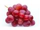 درخت انگور رد گلوب#Red Globe Grape