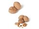 درخت گردو رقم وینا- سال 1402 Vina Walnuts