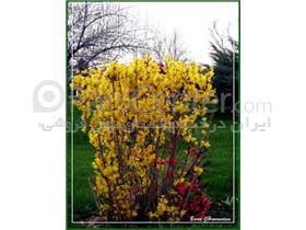 درخت یاس زرد- سال 1402 Gelsemium sempervirens