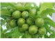 گوجه سبز پیش رس بهاره،Greengage/