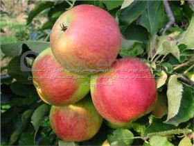 درخت سیب  -  درسال 1402 Jonagold apple