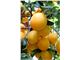 آلو قطره طلا/آلو زرد/Mirabelle plum