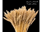 گندم کلاس های 3 و 4 و 5