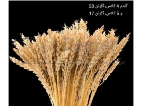 گندم کلاس های 3 و 4 و 5