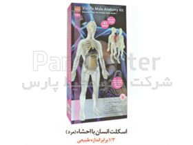 مدل استخوان بندی اسکلت انسان با احشاء داخلی و بدن شیشه ای ( مرد ) ۱/۳برابر اندازه طبیعی