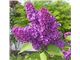 درخت -یاس خوشه ای# سال 1402 COMMON LILAC