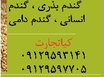 گندم انسانی، گندم دامی و گندم بذری با بهترین قیمت و کیفیت تضمینی