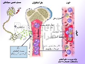 انجام پروژه های تصویرسازی کتاب