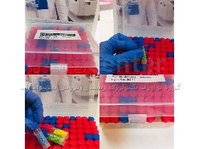 سوش  باکتریایی  staphylococcus   گروه نواوران تکنولوژی زیستی