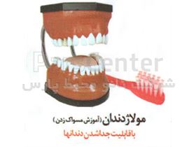 مولاژ دندان ( آموزش مسواک ) قابلیت جدا شدن دندان ها – بزرگتر از اندازه طبیعی