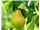 بذر گلابی،دانه گلابی،کاشت گلابی،سال 1402