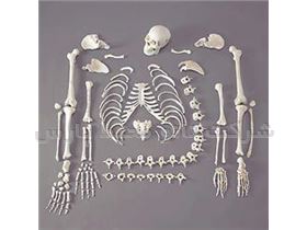 مدل استخوان بندی اسکلت بدن انسان ( مونتاژ نشده ) در اندازه طبیعی