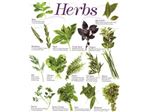 گیاهان دارویی ؛ herb