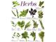 گیاهان دارویی ؛ herb