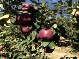 سیب جرومین امریکایی؛ نهالستان تک فیدان