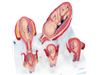 مراحل تشکیل جنین ( ۵ قسمتی )