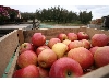 خرید نهال سیب امریکایی برابرن؛ نهالستان تک فیدان