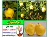نهال به اصفهان-Cydonia oblonga