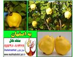 نهال به اصفهان-Cydonia oblonga