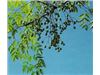 درخت زیتون،نهال زیتون درسال 1402