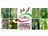 Juglans tree
