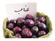 درخت عناب،عناب یک ساله، درسال 1402 Jujube