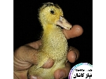 جوجه اردک یک روزه نژاد مرغوب