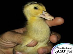 جوجه اردک یک روزه نژاد مرغوب