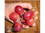 نهال انگور ردگلوب-Grapes RedGlobe