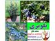 نهال بلوبری-Blueberry