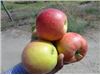 انواع سیب بر روی پایه های سیب مالینگ، سیب مالینگ مرتون، سیب جوناگلد، سیب پرایم رز، سیب برابرن، سیب استارکینگ، سیب گرنی، سیب گالا، سیب درسال 1402
