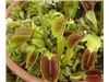 گیاه ونوس حشره خوار،نشاء گیاه ونوس حشره خوار،Dianea muscipula
