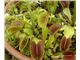 گیاه ونوس حشره خوار،نشاء گیاه ونوس حشره خوار،Dianea muscipula