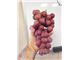 نهال انگور ردگلوب-Grapes RedGlobe