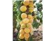 ارقام درخت زردآلو_زردالوجهانگیری در سال 1402 treeApricot