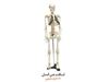 مدل استخوان بندی اسکلت بدن انسان ( خارجی ) ۱/۲برابر اندازه طبیعی