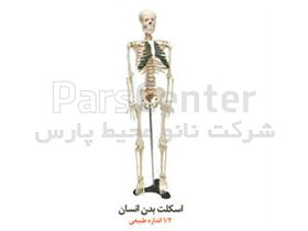 مدل استخوان بندی اسکلت بدن انسان ( خارجی ) ۱/۲برابر اندازه طبیعی