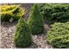 Picea glauca 'Jean's Dilly'