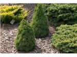 Picea glauca 'Jean's Dilly'