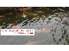 عرضه ماهی های کوی در سایزهای مختلف مولد مرکز پرورش ماهی کوی کشور