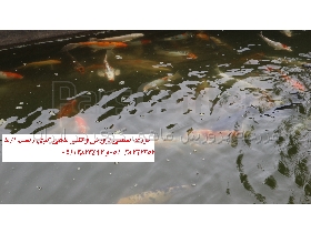 عرضه ماهی های کوی در سایزهای مختلف مولد مرکز پرورش ماهی کوی کشور