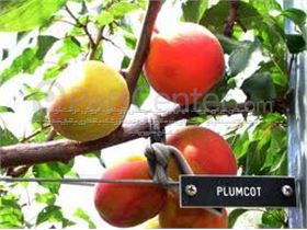 درخت آلو-Plumcot