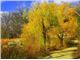 درخت بید زرد،بید طلایی  درسال 1402 Yellow willow
